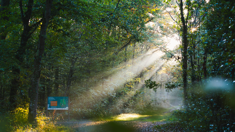 bois-de-la-rochette-2020-1-572